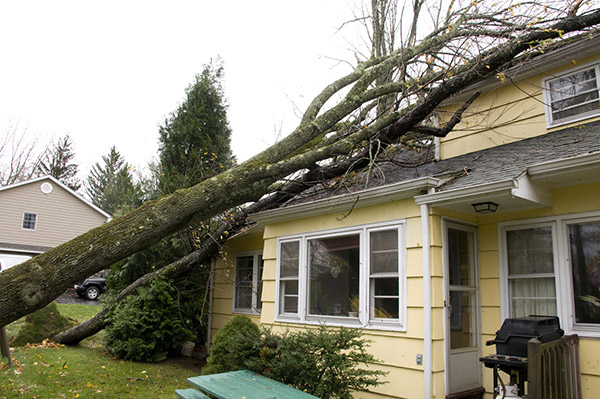 Tree damage on roof / house