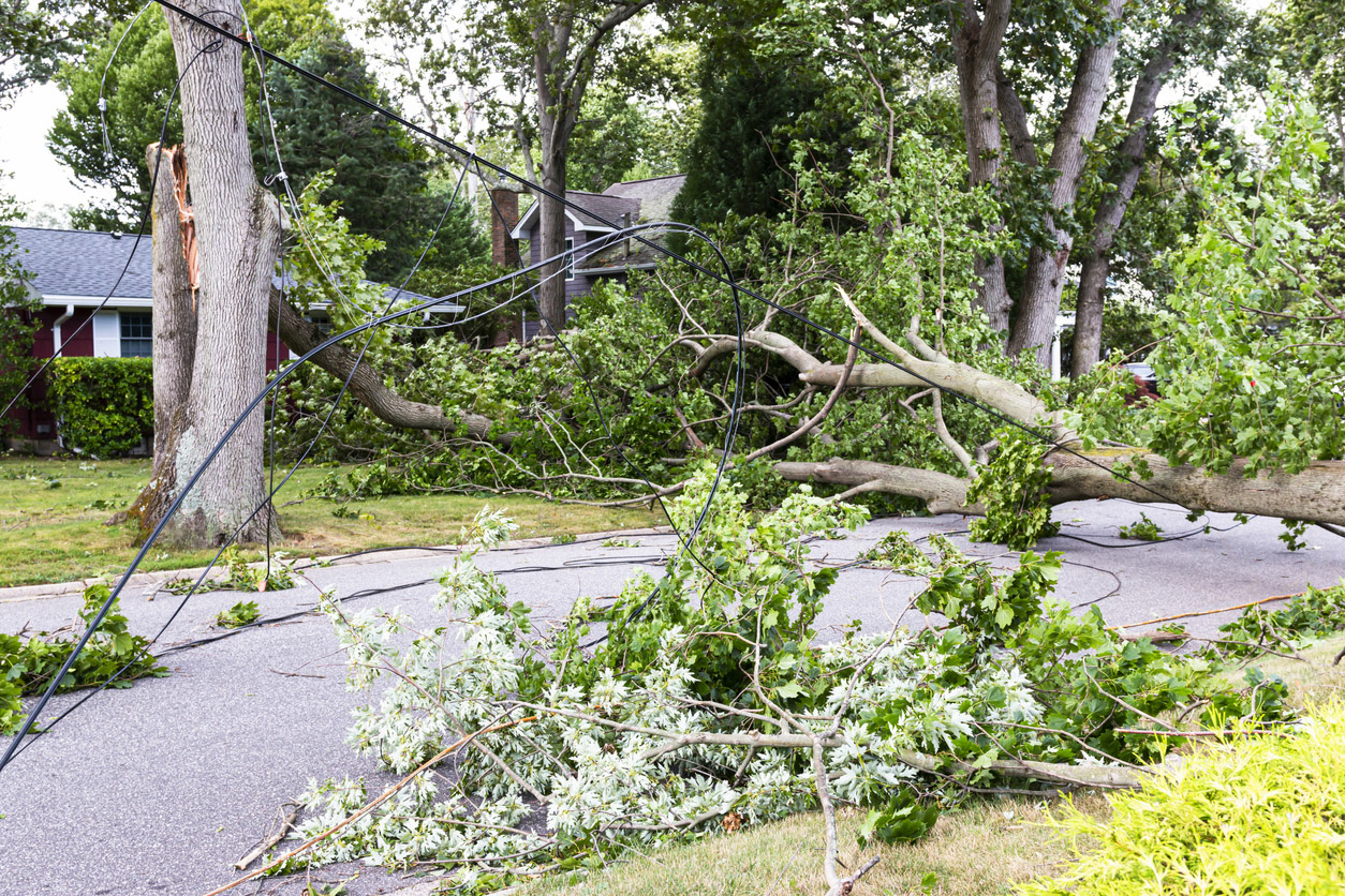 hurricane damage with trees down