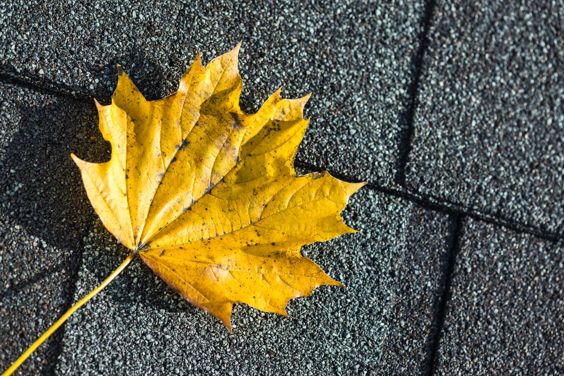 Clyde Nettles Roofing News & Roofing Tips